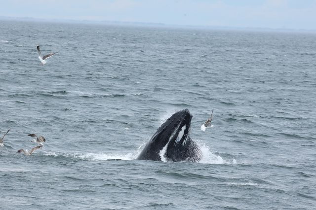 Humpback whales are becoming a regular sight spotted along the  Atlantic coast in New York and New Jersey.